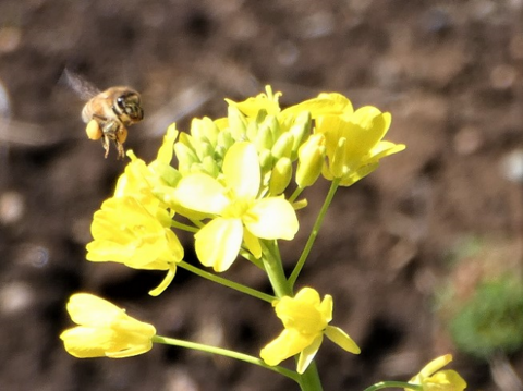 ミツバチ1.png