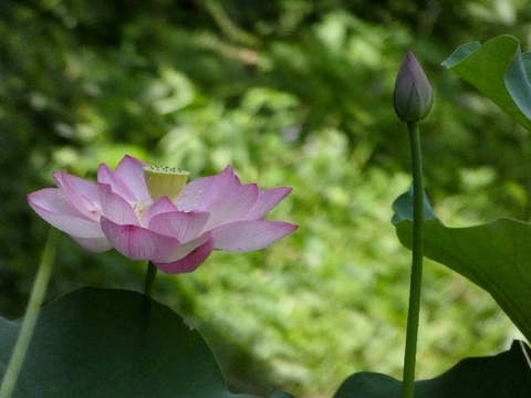 蓮の花１.jpg