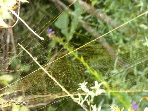 蜘蛛の金糸.jpg