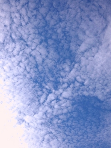 鱗雲1.jpg